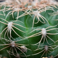  Gymnocalycium calochlorum