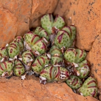 ߵ׶ Conophytum marginatum