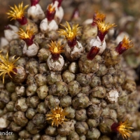 Conophytum edwardii