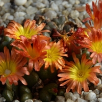 Conophytum  marnierianum