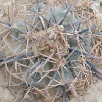 ̫ƽ Echinocactus horizonthalonius