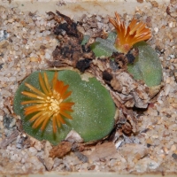  Conophytum phoeniceum