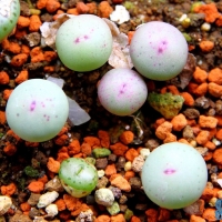 Conophytum pauperae