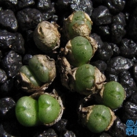  Conophytum pium