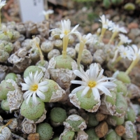 Conophytum praecox