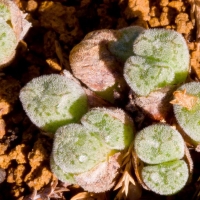 Conophytum leipoldtii