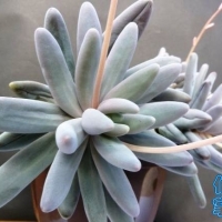 Pachyphytum machucae