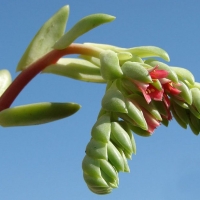 Pachyphytum fittkaui