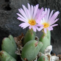 Conophytum gracilistylum