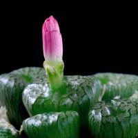 Conophytum limbatum