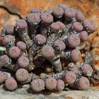 Conophytum marlothii