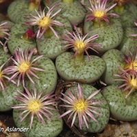 Conophytum picturatum