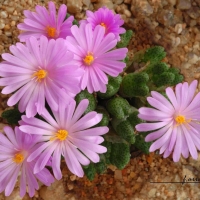 Conophytum triebneri