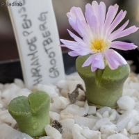 Conophytum haramoepense