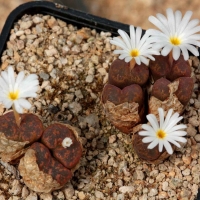 Conophytum cupreatum