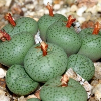  Conophytum truncatum