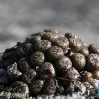 Conophytum herrei