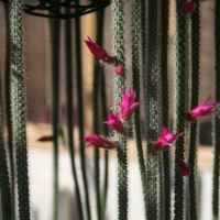 β Aporocactus flagelliformis