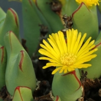 Conophytum umdausense