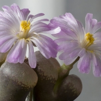 ʥ Conophytum praesectum