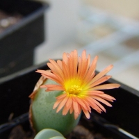 Conophytum notabile