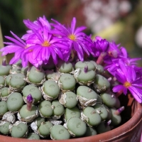 Conophytum tubatum