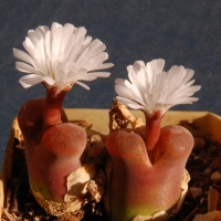  Conophytum lydiae