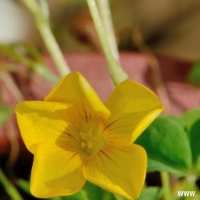  Oxalis lobata